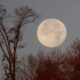 November's Beaver Moon To Shine Brightly For Skygazers