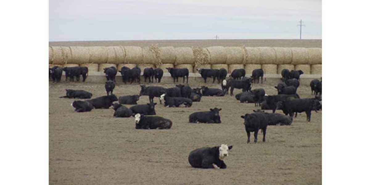 Online Beef Quality Assurance Training Available for Minnesota