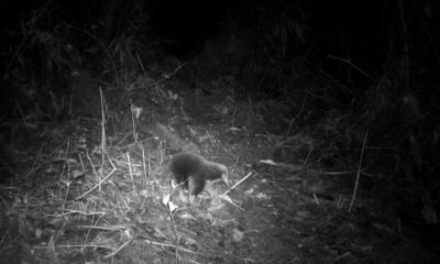 Rare Echidna Rediscovered In Remote Indonesia