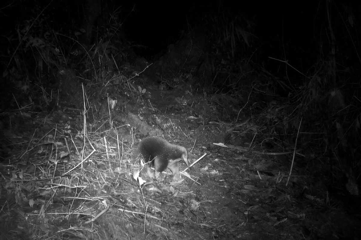 Rare Echidna Rediscovered In Remote Indonesia