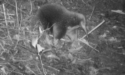 Rare Long Beaked Echidna Spotted In Indonesia After 62 Years, Scientists Confirm