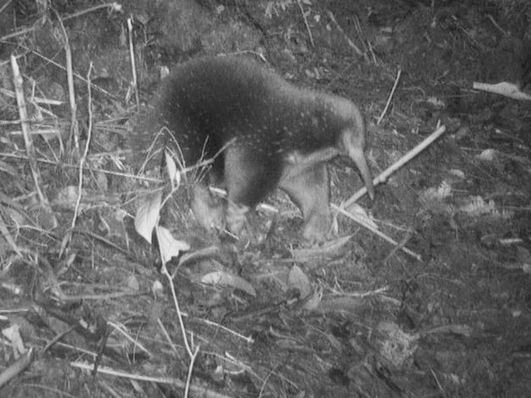 Rare Long Beaked Echidna Spotted In Indonesia After 62 Years, Scientists Confirm