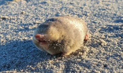 Rare Species Rediscovered: De Winton's Golden Mole Found Alive In South Africa