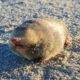 Rare Species Rediscovered: De Winton's Golden Mole Found Alive In South Africa