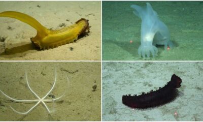 Scientists Discover New Species Of Marine Life In The Depths Of Australian Waters