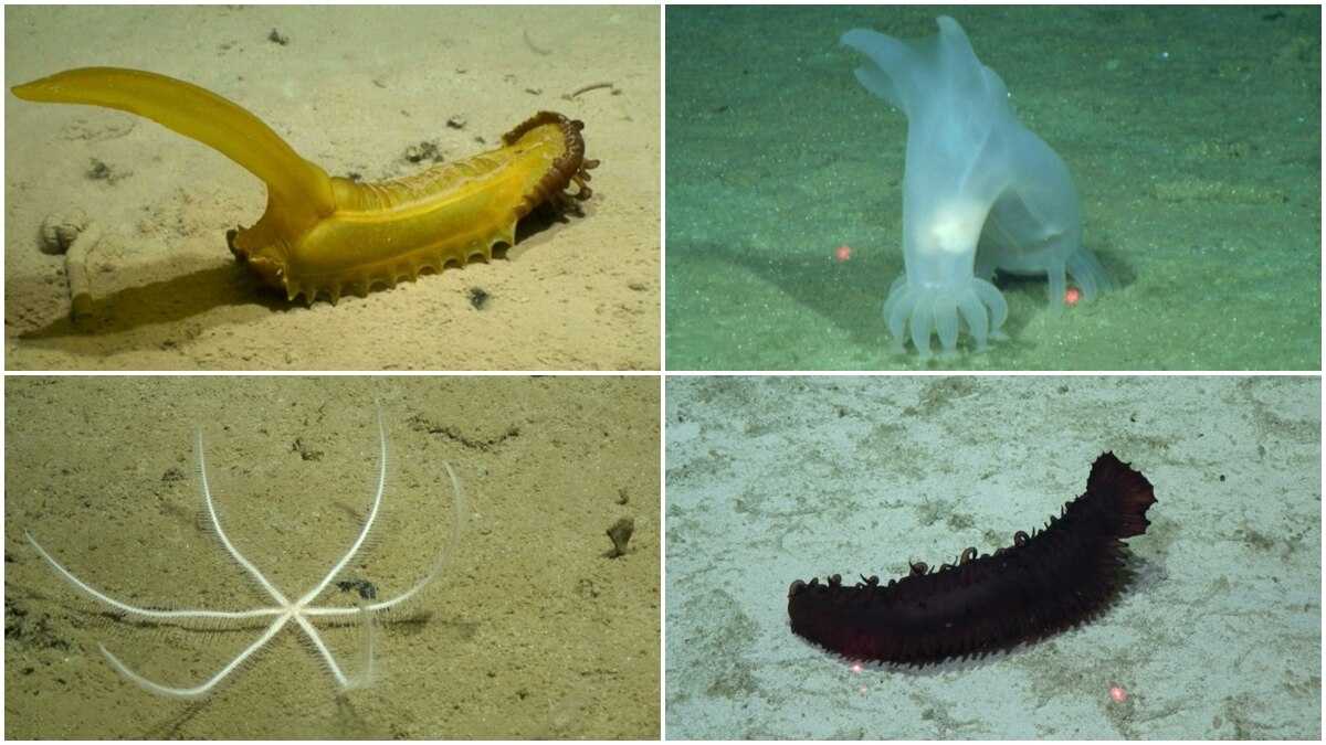 Scientists Discover New Species Of Marine Life In The Depths Of Australian Waters