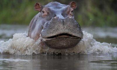 Colombia's Hippo Population Poses Environmental Threat, Government Takes Action