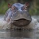 Colombia's Hippo Population Poses Environmental Threat, Government Takes Action