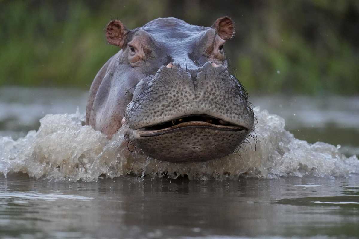 Colombia's Hippo Population Poses Environmental Threat, Government Takes Action