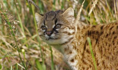 Conservation Efforts Intensify To Protect The Endangered Guina Cat In Chile