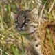 Conservation Efforts Intensify To Protect The Endangered Guina Cat In Chile