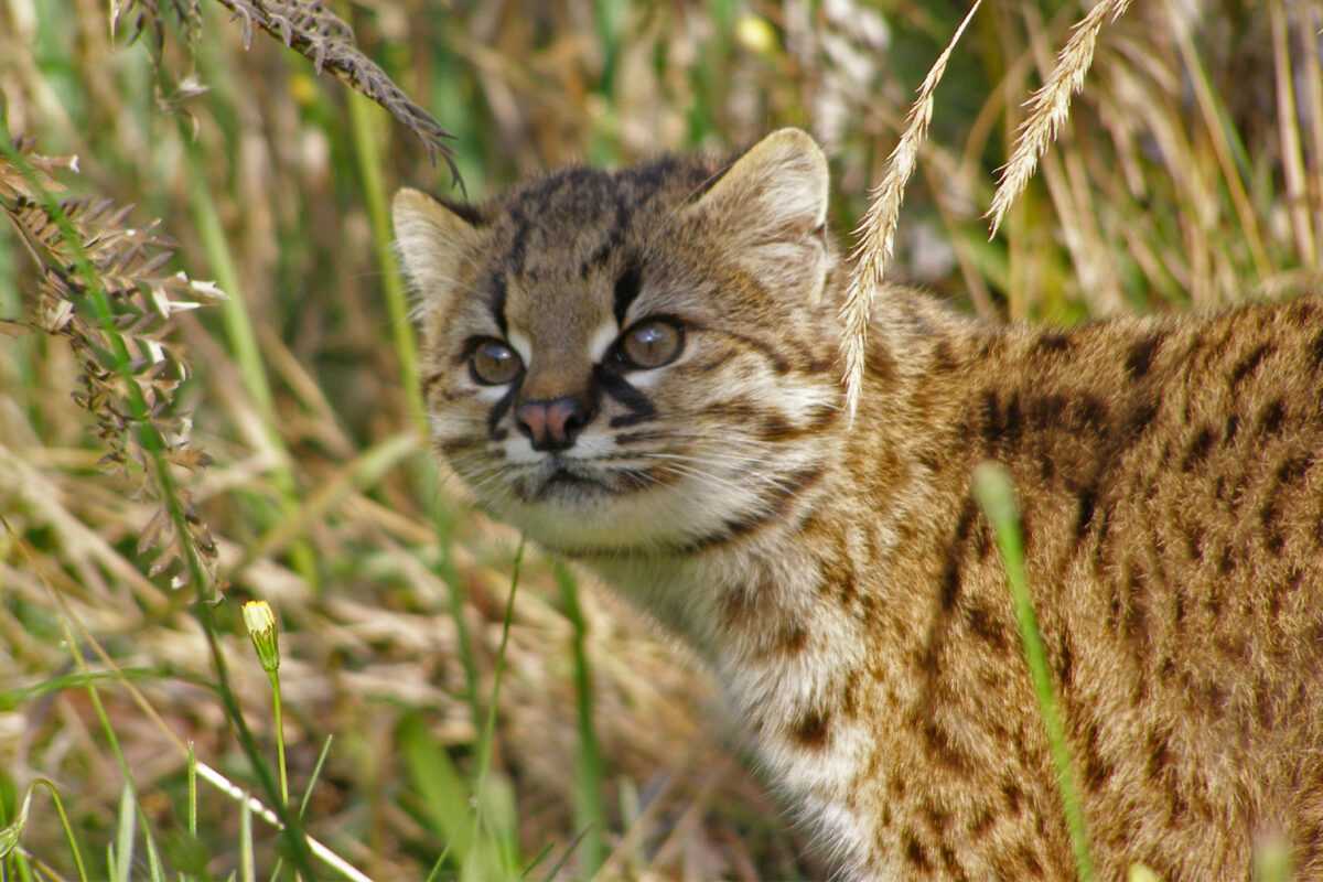 Conservation Efforts Intensify To Protect The Endangered Guina Cat In Chile