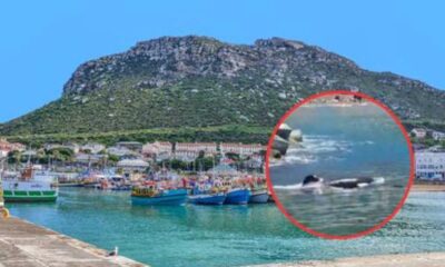 Famous Pair Of Orcas, Port And Starboard, Make A Splash In Kalk Bay Harbour