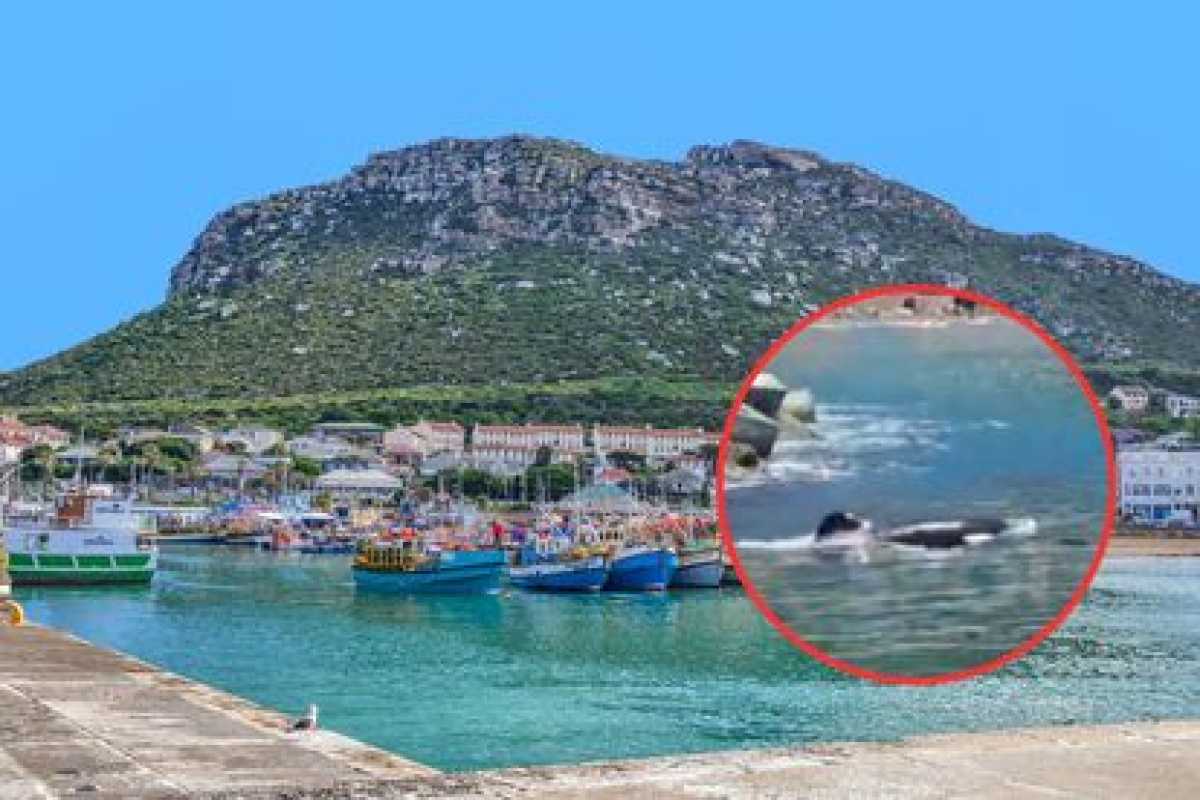 Famous Pair Of Orcas, Port And Starboard, Make A Splash In Kalk Bay Harbour