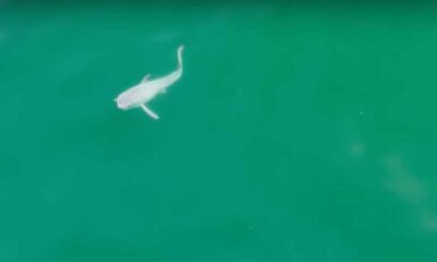 Groundbreaking Footage Reveals Rare Sighting Of Newborn Great White Shark Near Santa Barbara