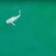 Groundbreaking Footage Reveals Rare Sighting Of Newborn Great White Shark Near Santa Barbara