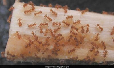 Invasive Threat: Fire Ants Pose Risks Amid Heavy Rainfall In Northeastern Australia