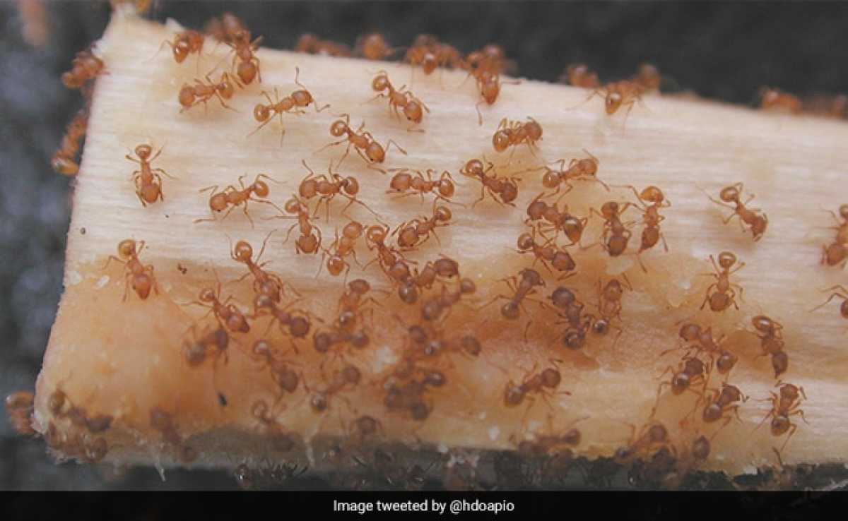 Invasive Threat: Fire Ants Pose Risks Amid Heavy Rainfall In Northeastern Australia