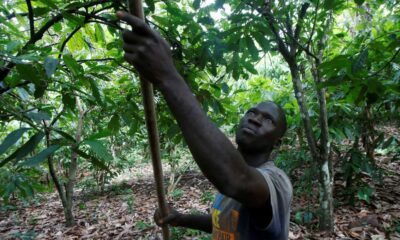 Ivory Coast's Cocoa Export To Eu Faces Traceability Requirement From 2025