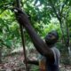 Ivory Coast's Cocoa Export To Eu Faces Traceability Requirement From 2025