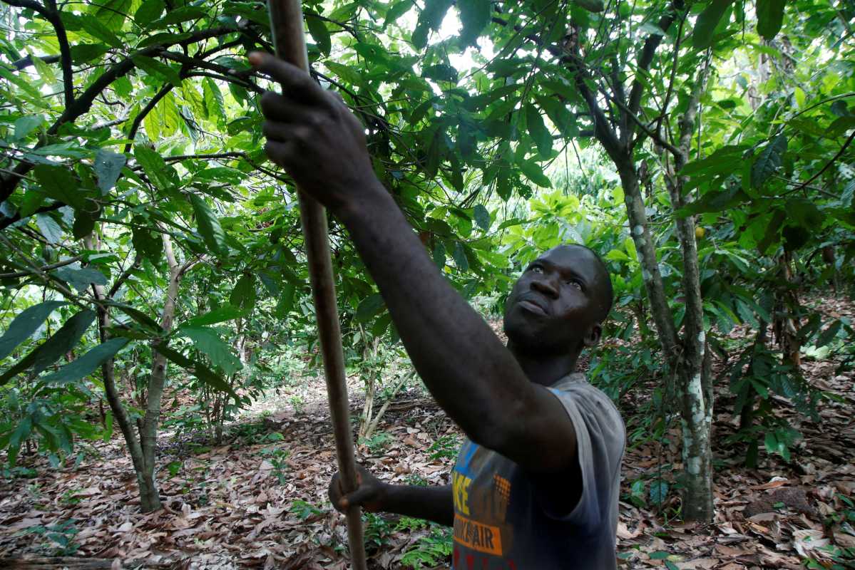 Ivory Coast's Cocoa Export To Eu Faces Traceability Requirement From 2025