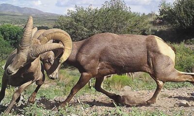 New Mexico Biologists Conduct Bighorn Sheep Captures To Boost Populations