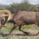 New Mexico Biologists Conduct Bighorn Sheep Captures To Boost Populations