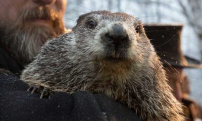 Punxsutawney Phil's Groundhog Day Predictions: Relying On Shadows And Legends