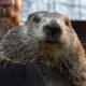 Punxsutawney Phil's Groundhog Day Predictions: Relying On Shadows And Legends