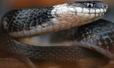 Researchers Discover New Snake Species In Ecuador's Cloud Forests