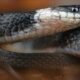 Researchers Discover New Snake Species In Ecuador's Cloud Forests