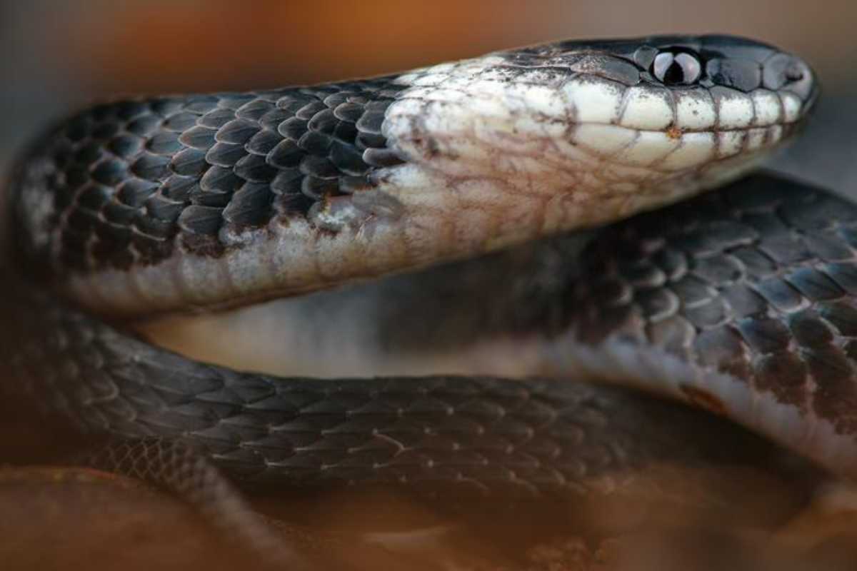 Researchers Discover New Snake Species In Ecuador's Cloud Forests