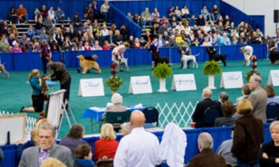 Rose City Classic Dog Show: Portland Expo Center Turns Into Canine Wonderland