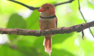 Scientists Discover New Species Of Bird In Amazon Rainforest