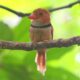 Scientists Discover New Species Of Bird In Amazon Rainforest