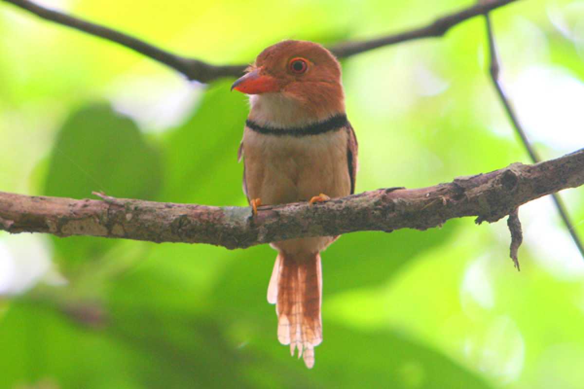 Scientists Discover New Species Of Bird In Amazon Rainforest