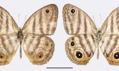 Scientists Discover New Species Of Butterfly In The Amazon Rainforest