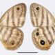 Scientists Discover New Species Of Butterfly In The Amazon Rainforest