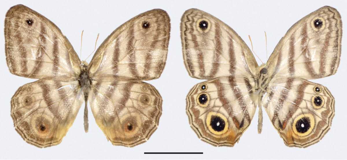 Scientists Discover New Species Of Butterfly In The Amazon Rainforest