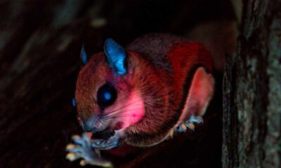 Scientists Discover New Species Of Flying Squirrels In Amazon Rainforest