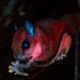 Scientists Discover New Species Of Flying Squirrels In Amazon Rainforest