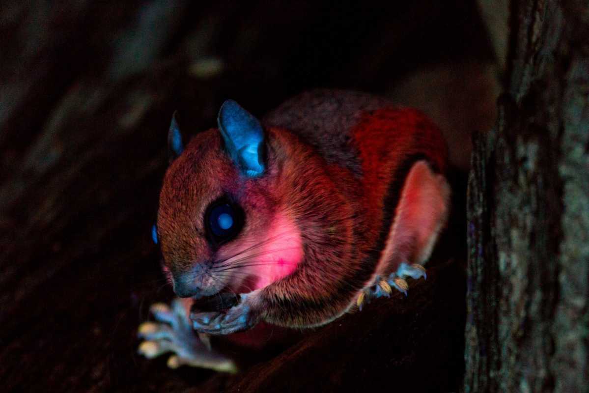 Scientists Discover New Species Of Flying Squirrels In Amazon Rainforest