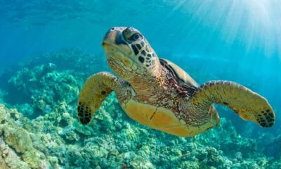 Sea Turtles Making A Comeback: Conservation Efforts Pay Off