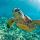 Sea Turtles Making A Comeback: Conservation Efforts Pay Off