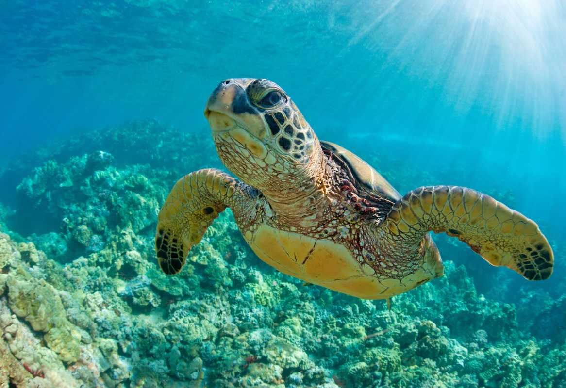 Sea Turtles Making A Comeback: Conservation Efforts Pay Off