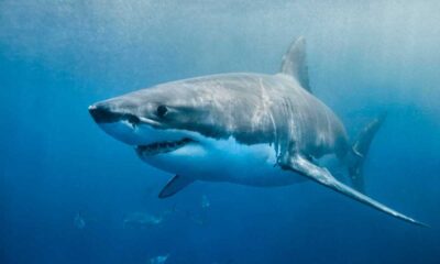 Warmer Waters In Sydney Harbour Attracting More Bull Sharks