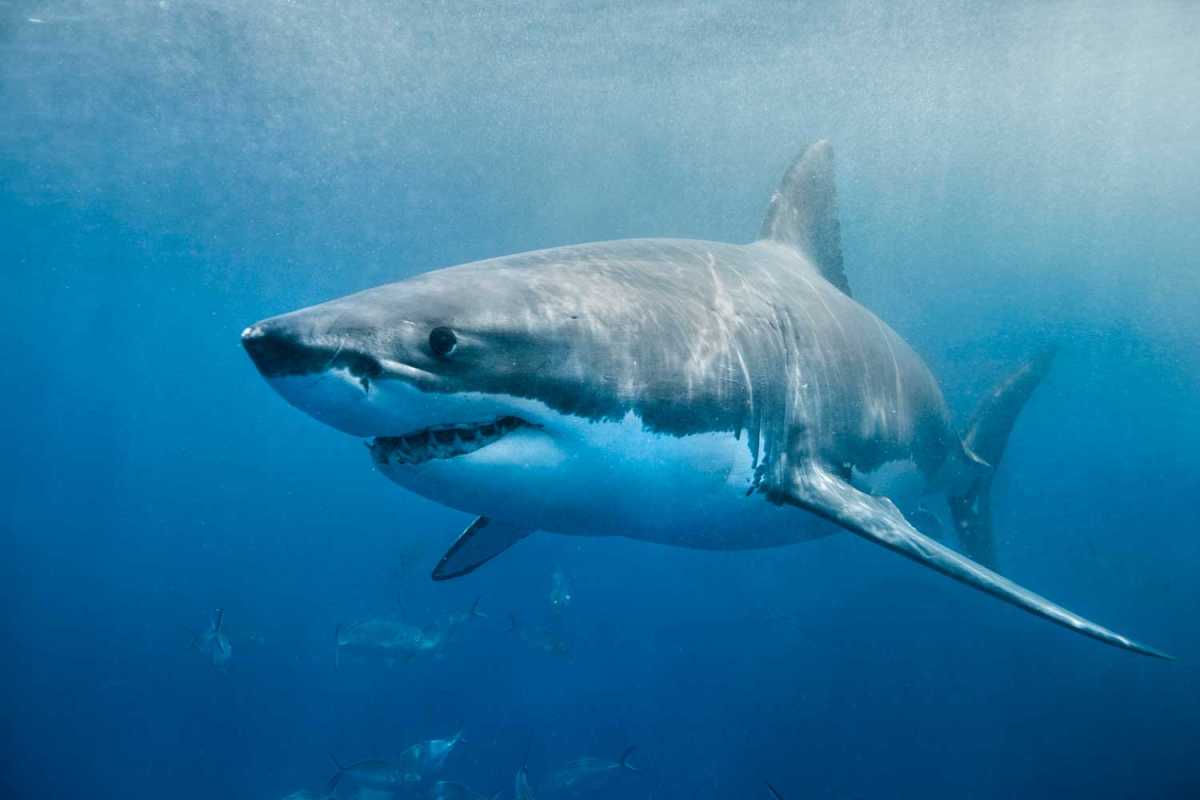 Warmer Waters In Sydney Harbour Attracting More Bull Sharks