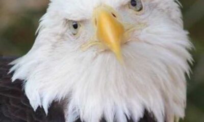 Beloved Bald Eagle Dies At Dollywood: A Loss For Wings Of America Show