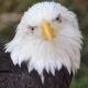 Beloved Bald Eagle Dies At Dollywood: A Loss For Wings Of America Show