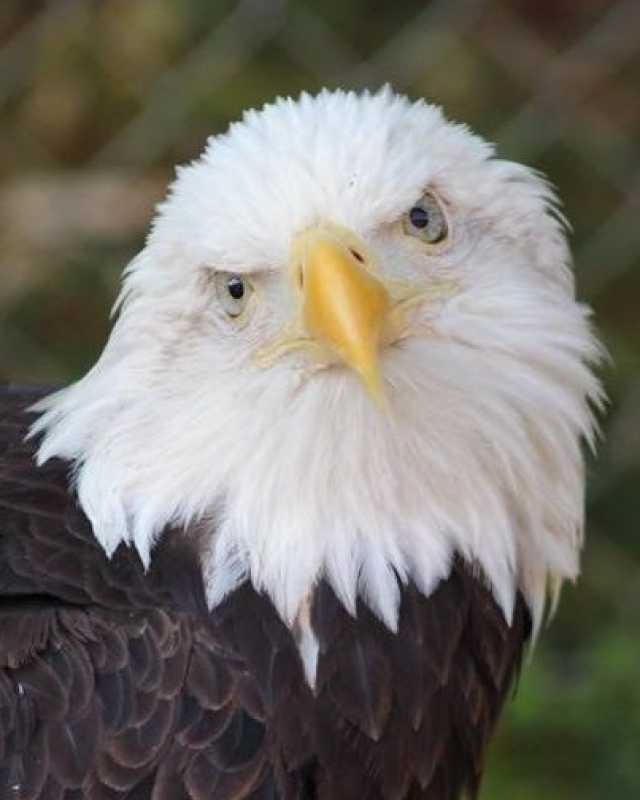 Beloved Bald Eagle Dies At Dollywood: A Loss For Wings Of America Show